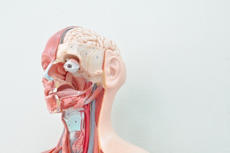 楽天市場 首にシワが出来ない枕 RAKUMAX「ネックリンクルケア・ラクマックス」首しわ 枕 美容枕 ドーナツ型 低い枕 低め タオル 首のシワが気になるときに最適な高さ！日本製 : ラクマックス枕 公式 楽天市場店