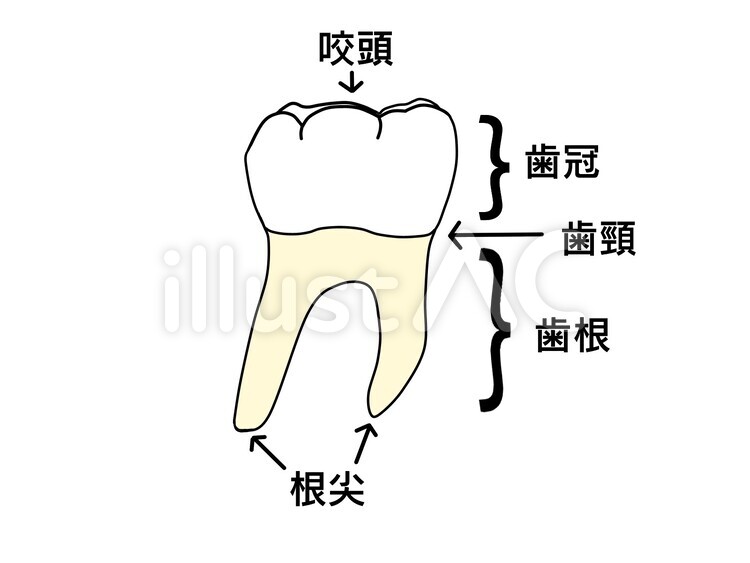 歯の構造・役割・数と名前横浜市青葉区の矯正歯科、あざみ野駅のクロダ矯正歯科