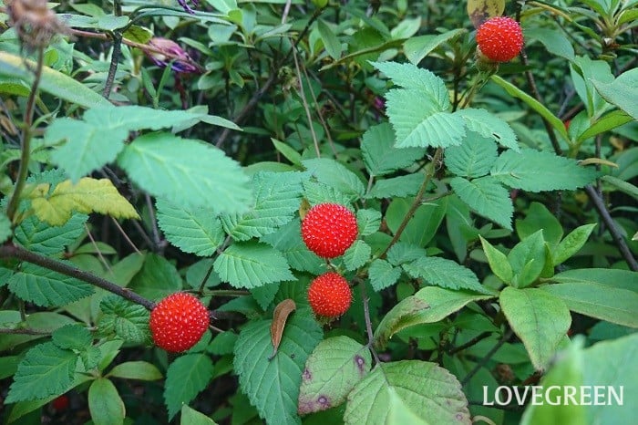 7月道端の超危険な雑草 1粒でもアウトな悪魔の果実が実りはじめた！夏休みに悲報を呼ばない為に園芸のアイデア暮らしニスタ