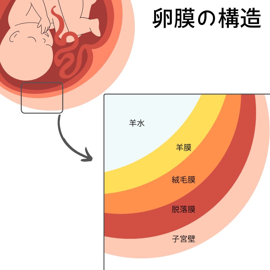 双胎妊娠の診断と管理』