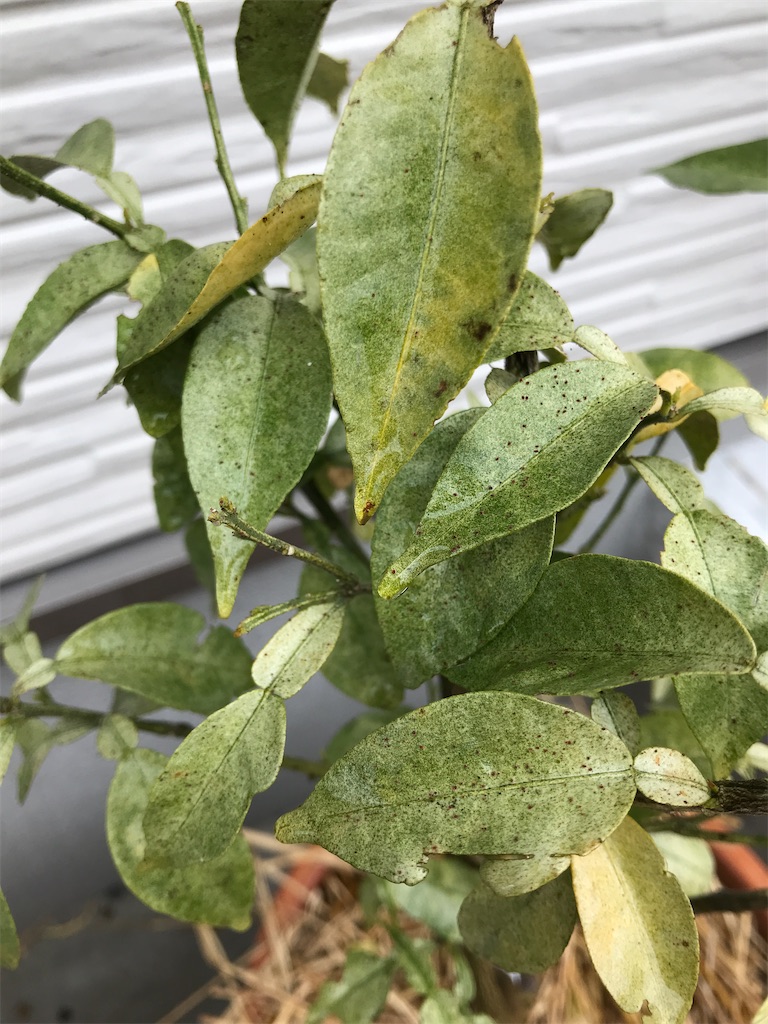 このゆずの病気は何でしょうか？ - ゆずの苗を植えて10年弱、ほっ- Yahoo!知恵袋