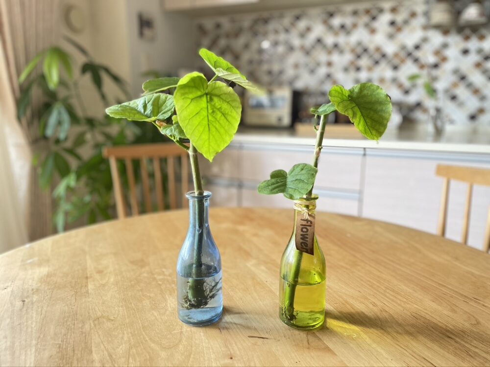 ウンベラータを挿し木にしました赤玉入りの鉢に挿しました園芸相談Q＆Aみんなの趣味の園芸