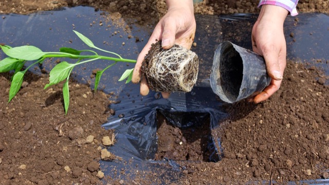 初心者向け！ピーマンの栽培方法・育て方のコツ│コラム特集読みものサカタのタネ 家庭菜園・園芸情報サイト 園芸通信