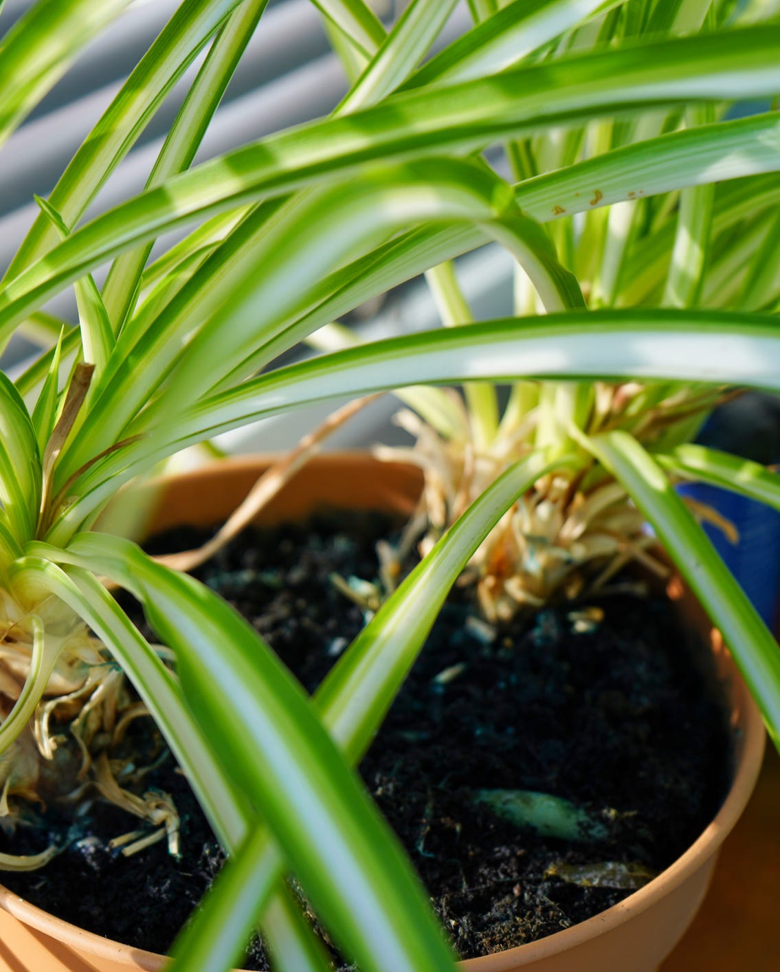 オリヅルランの水栽培の始め方 失敗しないポイント！農家web