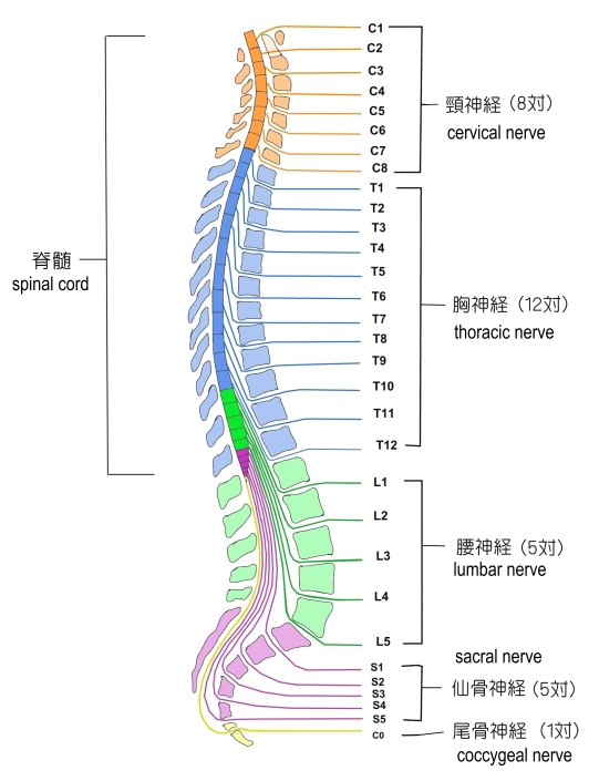 脊椎 ヒト 数はいくつある？どうして数が多い