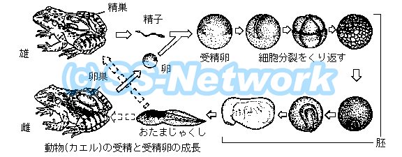 受精卵の発育過程 写真&動画体外受精岩城産婦人科妊活ブログ