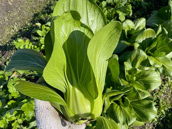 チンゲンサイ 青梗菜・チンゲン菜 の育て方・栽培方法LOVEGREEN ラブグリーン