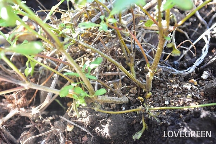 レモンマリーゴールド4シーズンタラゴンそだレポ 栽培レポート bypri✡️みんなの趣味の園芸