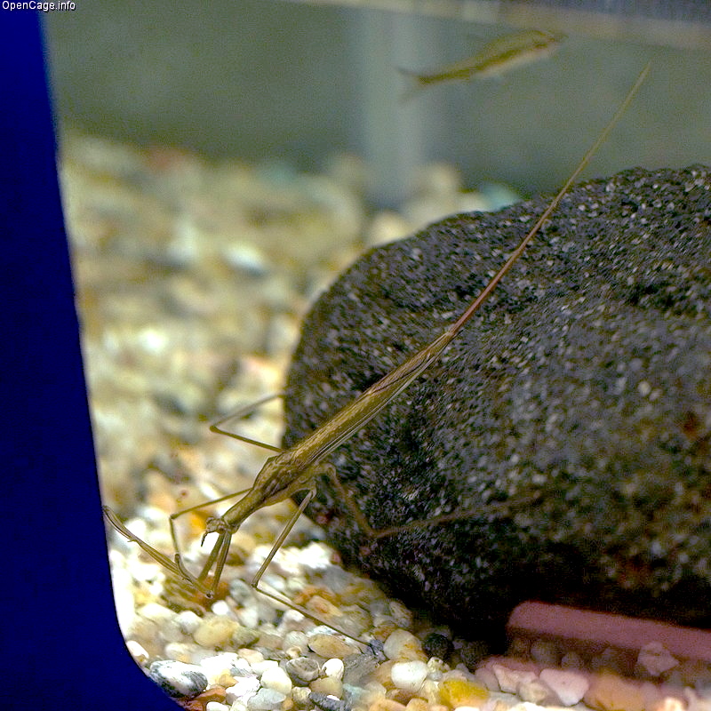 川上弘美「水かまきり」の教材性の検討PDF