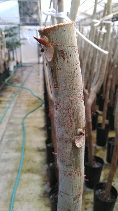 挿し木の観察 ウンベラータ栽培自由研究OATアグリオ栽培メディア