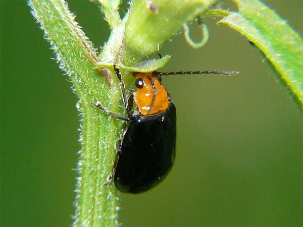 ウリハムシ 駆除方法と予防法！放置してはいけない理由とは？ - あぐり家・農機具買取コラム