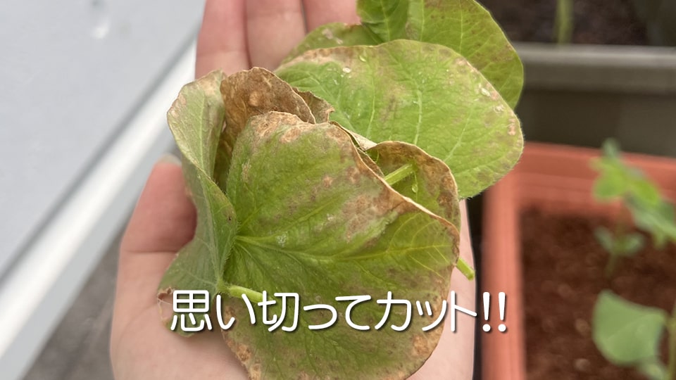 グリーンサムさんの日記： これは病気でしょうか