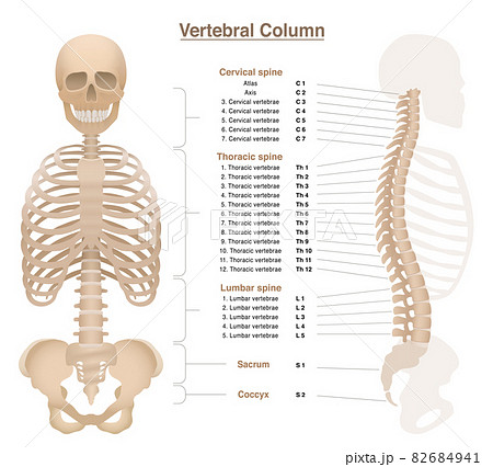 AmazonBXCBXDBXCD 脊髄神経解剖図脊椎および脳神経系ポスターキャンバス絵画壁アート写真プリントドクターオフィスの装飾-50x70cmフレームなしウォールステッカーオンライン通販