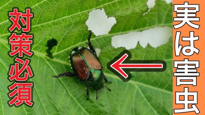 コガネムシの幼虫への対策とは？駆除や予防方法について紹介