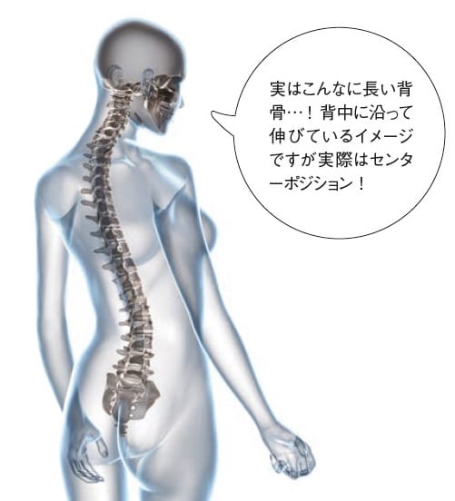 腰の筋肉と腰痛の関係鍼灸師が執筆・監修