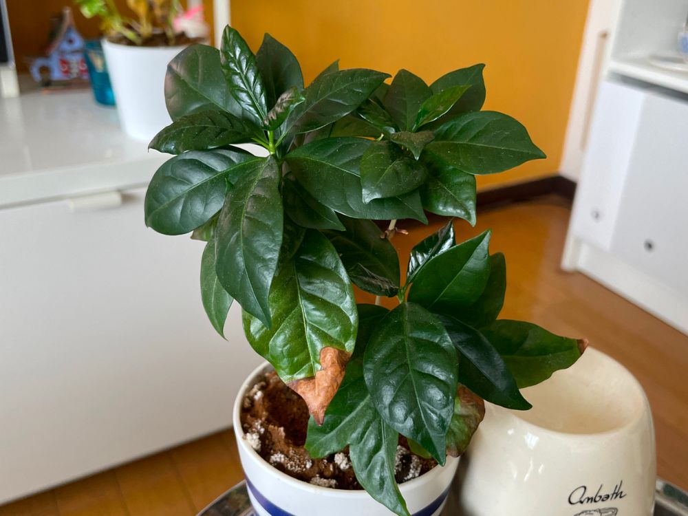 コーヒーの木 ブロック