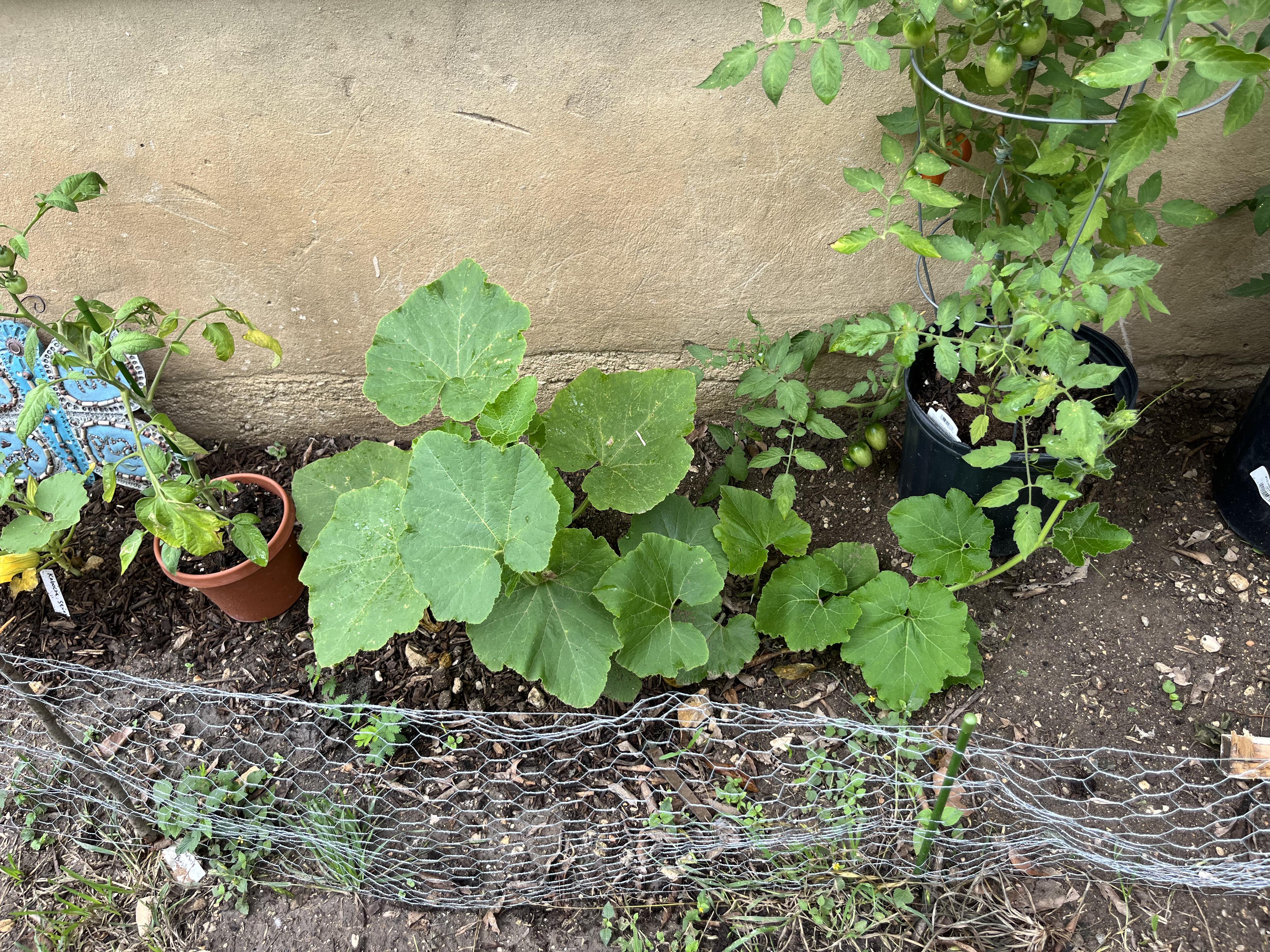 受粉したら実がなった！プランターでカボチャのほぼ水耕栽培！ – まあくんのなんでも体験記