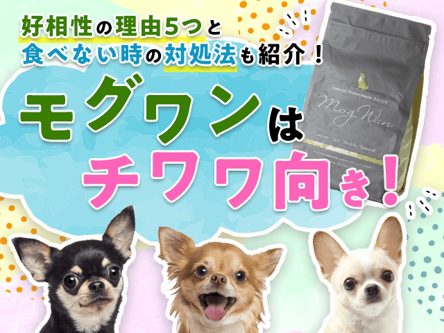 写真：世界一太ったチワワが減量に成功「これまで見た中で最も肥満の犬でした」東スポWEB