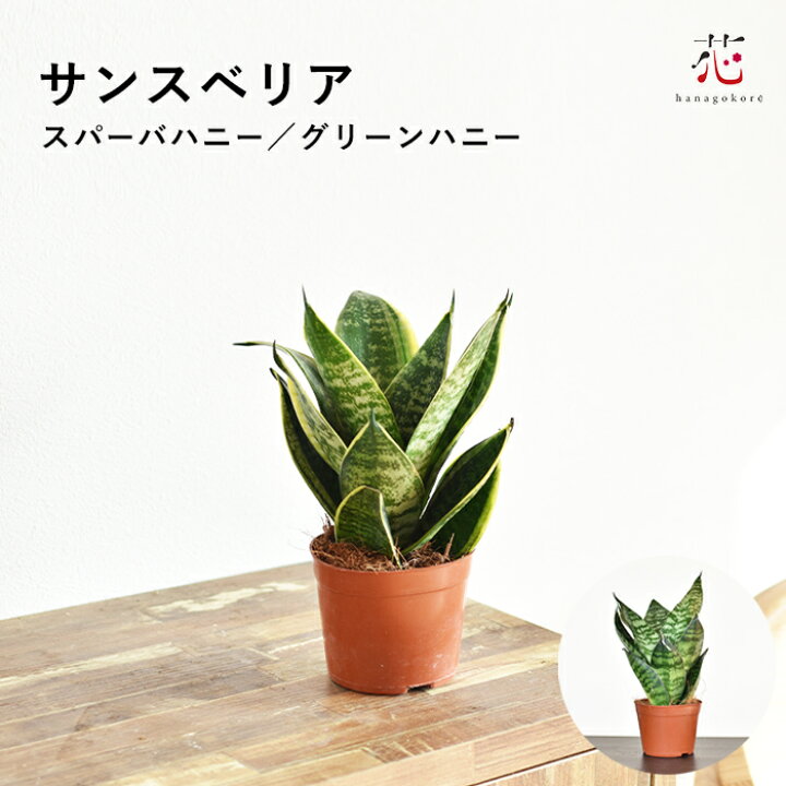 金縁虎の尾空気清浄、室内植物、開店祝い、風水、オフィスグリーン - ショップ inlife 観葉植物 - Pinkoi