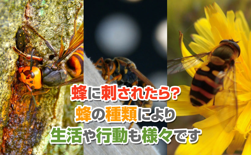 アシナガバチの毒性はどれくらい危険？刺された時の対処法と予防策 - 害虫駆除レスキューセンタ