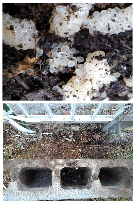 ナメクジ対策 卵の殻で虫除けできる？いちごの畝すき込んでみました！ - 小庭菜園〜自然農法でやさい作り