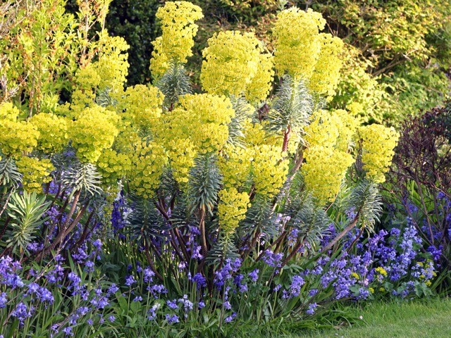 ユーフォルビア・カラキアスの花言葉と文化的意義を探る