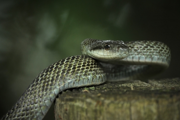 螺旋状の蛇とバラのタトゥーデザイン – Tattoos Wizard Designs