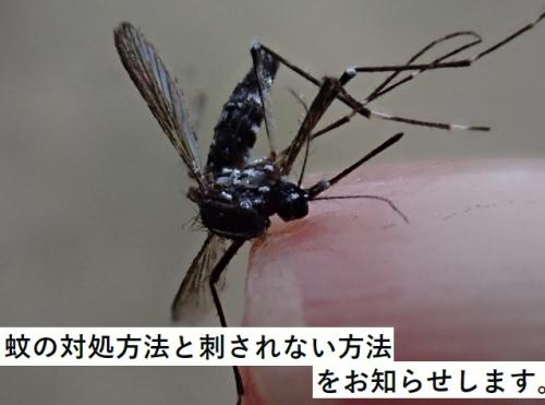 メダカのボウフラ対策をしないと稚魚は食べられ蚊は大量発生！ アクアリウムTIPS「メダカの飼い方事典」