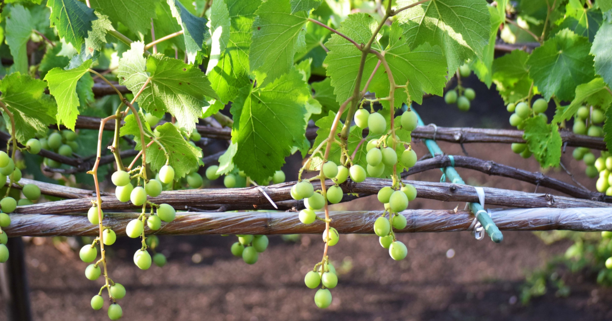 家庭でつくるブドウ栽培！ 巨峰やシャインマスカットを自分で育てちゃおう！ 前編 マイナビ農業