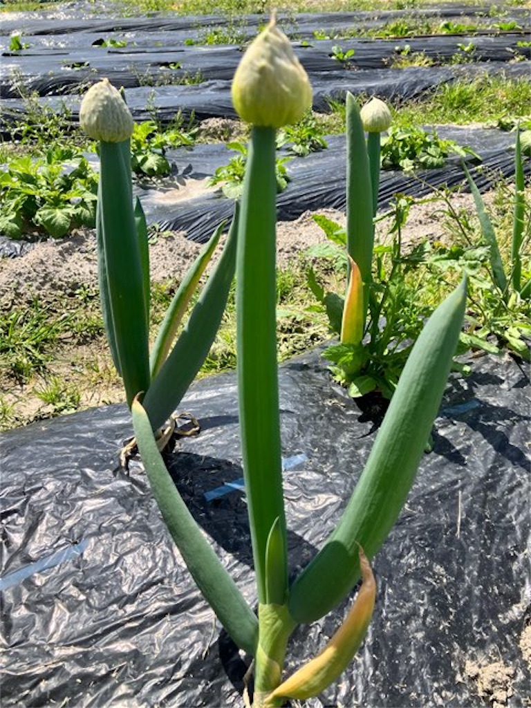 ねぎぼうず - 折々スケッチ