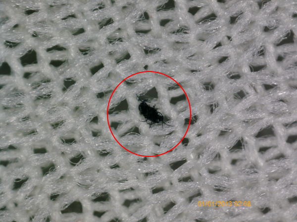 日革研究所の研究開発室です！ 今回は家屋内に潜むダニの中で最も生息数が多いとされるチリダニの解説 - 第3回 - です。チリダニは、ぜん息 小児ぜん息も含む やアレルギー性鼻炎などのアレルギー性疾患に深く関わっています。 特に、小児喘息においては、その大半 70