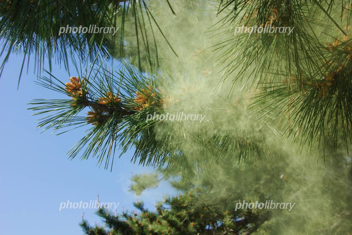 マツの花粉