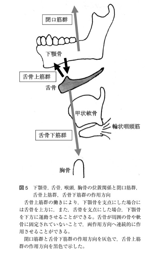 福岡市城南区の耳鼻科 美容皮膚科「なかの耳鼻科・美容皮ふ科」 » のど