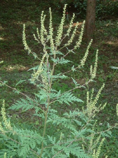 秋の花粉症はブタクサ・ヨモギ？原因植物と対策│トバリネット
