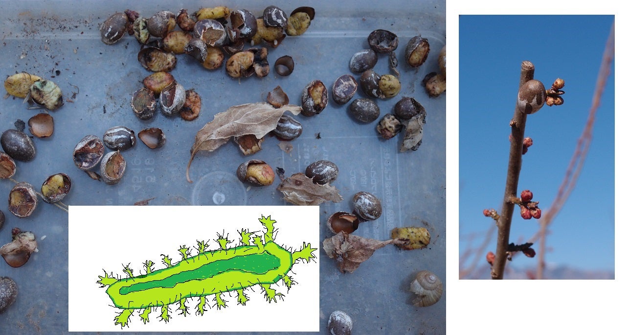 慌ててかきむしったり触ったりするべからず！ 身近な猛毒生物の〝生態と対策〟 vol.03 イラガ・チャドクガ・オオムカデsoto lover- ソトラバ ～ソトラバならもっと外遊びに出かけたくなる！ 情報満載のウェブメディア～