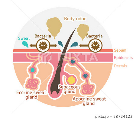 ワキガ,わきが,多汗症 腋臭症 ❘神奈川県横浜市 美容外科 しばた形成外科・内科