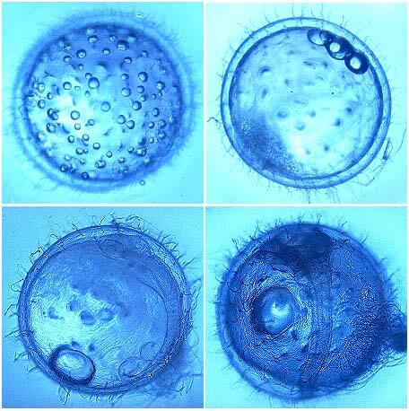 メダカの受精卵の変化熊本市立芳野小学校