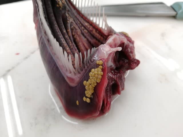 刺身にアニサキス？ 魚によくいる寄生虫6種とその対策記事カテゴリBuNa - Bun-ichi Nature Web Magazine文一総合出版