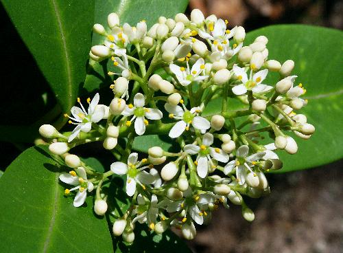 樹木図鑑 ミヤマシキミ