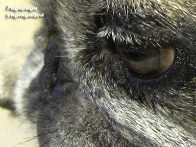 まつ毛の白髪 原因と対策 プロが教える自然に隠す7つの方法恵比寿メンズ眉毛サロンB＜AFTER眉毛ワックス・まつ毛パーマ