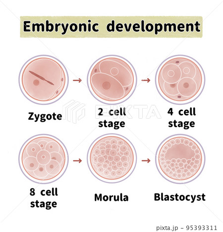 妊娠2週目の症状妊娠兆候・妊娠超初期症状は現れる？ - 株式会社エバーセンス