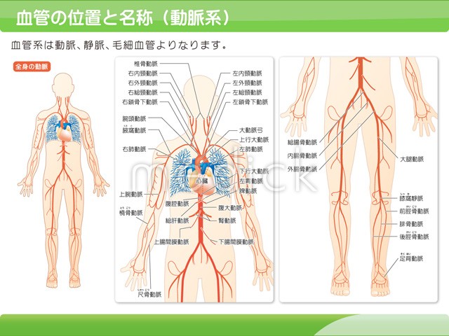 180点を超える血管 全身のストックフォト、写真、そしてロイヤリティフリーの画像 - iStock毛細血管, 血管 イラスト, 血管 足