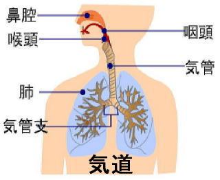 気道と肺の構造基礎編 3看護roo! カンゴルー