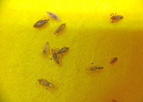 シラミの寄生犬獣医師監修 うちの子おうちの医療事典