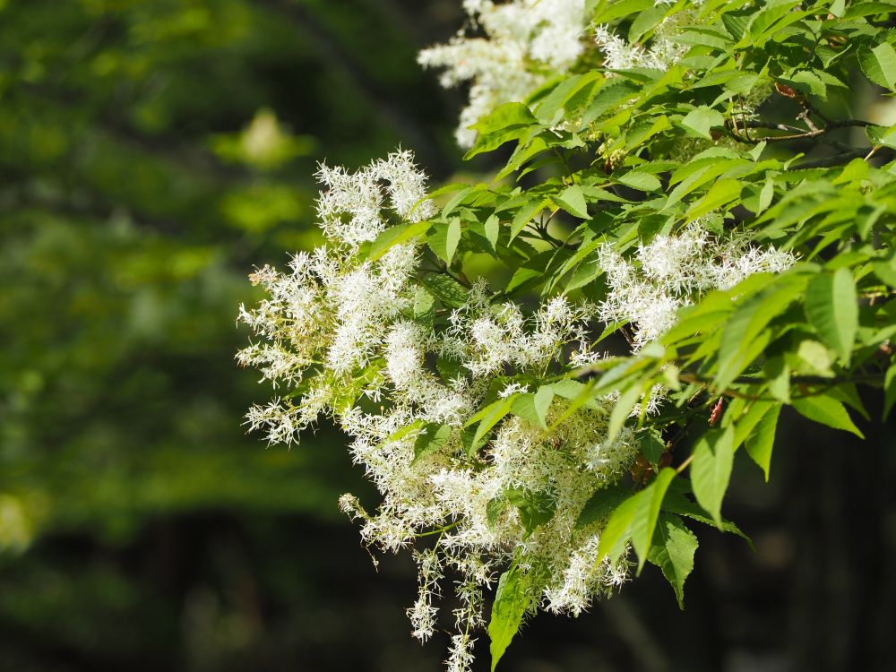 アオダモを植えて後悔しないために知っておきたい注意点と育て方ゆとりえーる生活