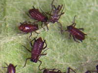 ごぼうの葉っぱを食べるような害虫はいるのですか？ - ごぼうの葉- Yahoo!知恵袋