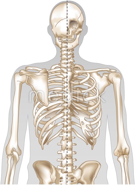 基礎 俯瞰視点の人体の骨格構造MediBang Paint – 無料のイラスト・マンガ制作ツール