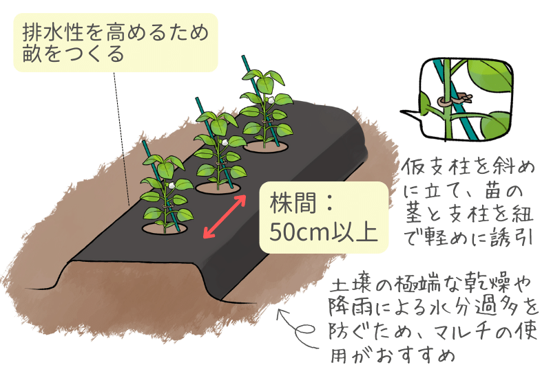 ピーマンの育て方プランター栽培、肥料の与え方も解説 – 自然暮らし