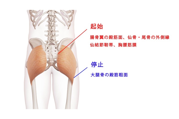 大臀筋 , 大臀筋の起始・停止や働きを, ご存知でしょうか？, 大臀筋は体の中でも最も体積の大きな筋肉です。, この筋肉の不調が生じると,・反り腰, ・代謝が落ちる, ・ぽっこりお腹, などの原因になってしまいます。, 今回は大臀筋をゼロから理解できるよう解説しました！,筋肉を理解するのは、オンラインだけでは難しいです。,
