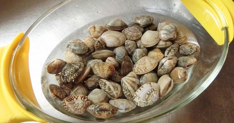 あさり砂抜きの塩分濃度。これでもう失敗しないよコレオバ